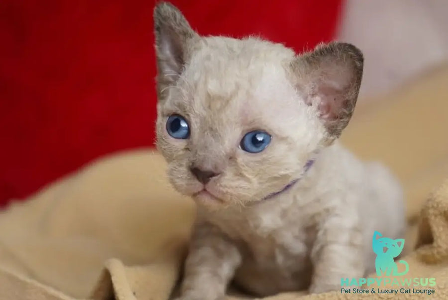 Naila Devon Rex female chocolate pointed - live animals