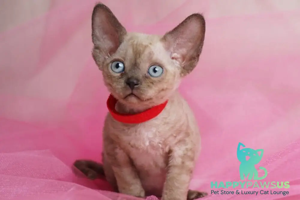 Naila Devon Rex female chocolate pointed - live animals