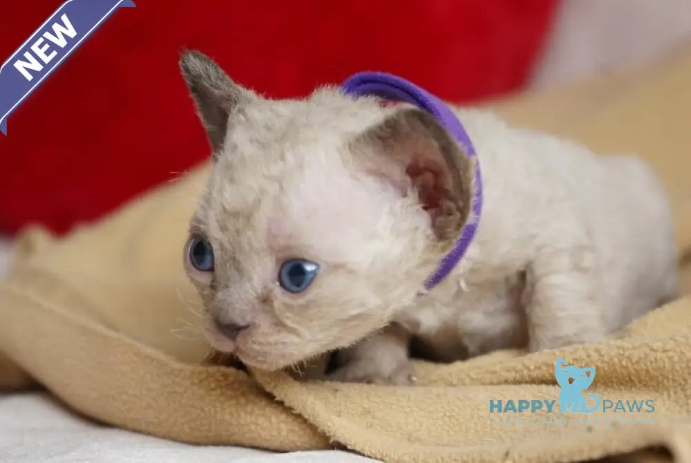 Naila Devon Rex female chocolate pointed - live animals