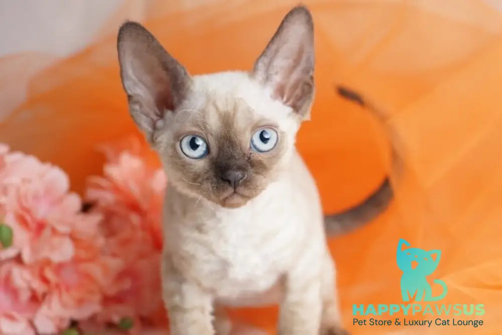 Naila Devon Rex female chocolate pointed - live animals