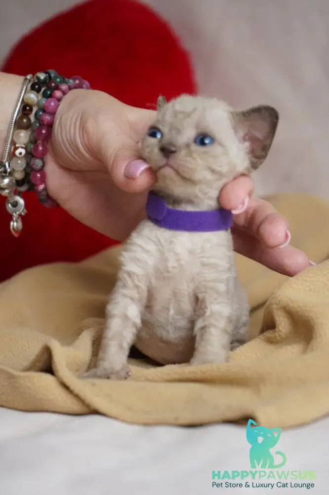 Naila Devon Rex female chocolate pointed - live animals