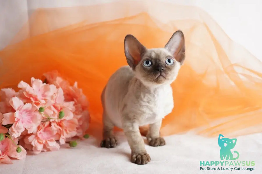 Naila Devon Rex female chocolate pointed - live animals