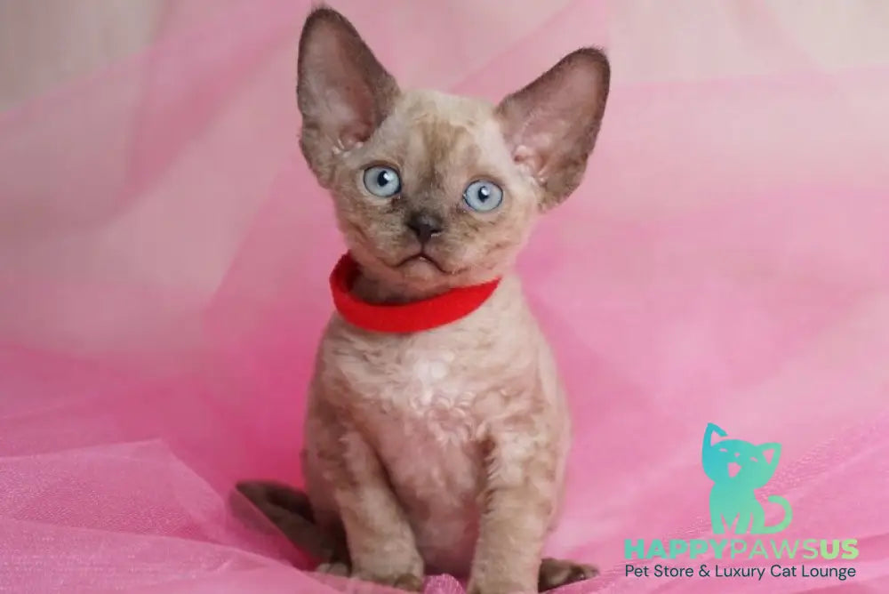 Naila Devon Rex female chocolate pointed - live animals