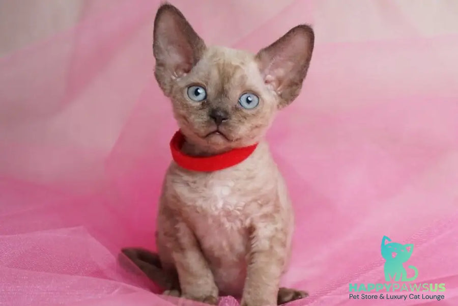 Naila Devon Rex female chocolate pointed - live animals
