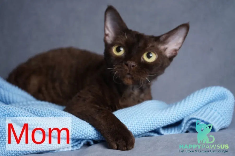 Naila Devon Rex female chocolate pointed - live animals