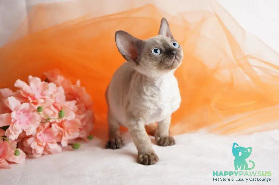 Naila Devon Rex female chocolate pointed - live animals