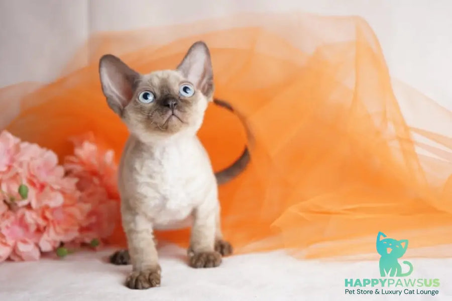Naila Devon Rex female chocolate pointed - live animals