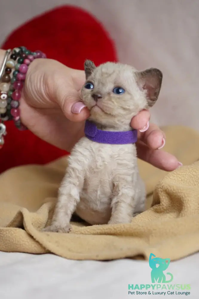Naila Devon Rex female chocolate pointed - live animals