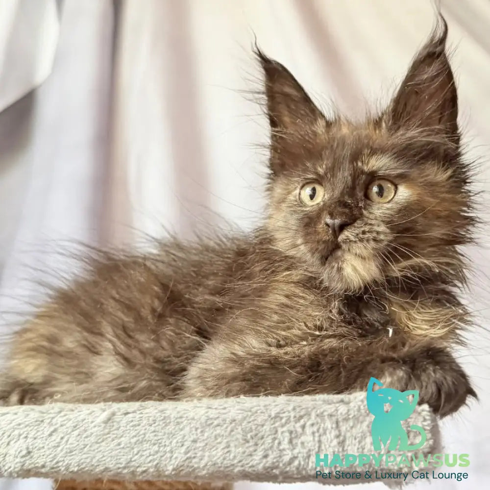 Naima Maine Coon polydactyl 6x6x6x6 female black tortie - live animals