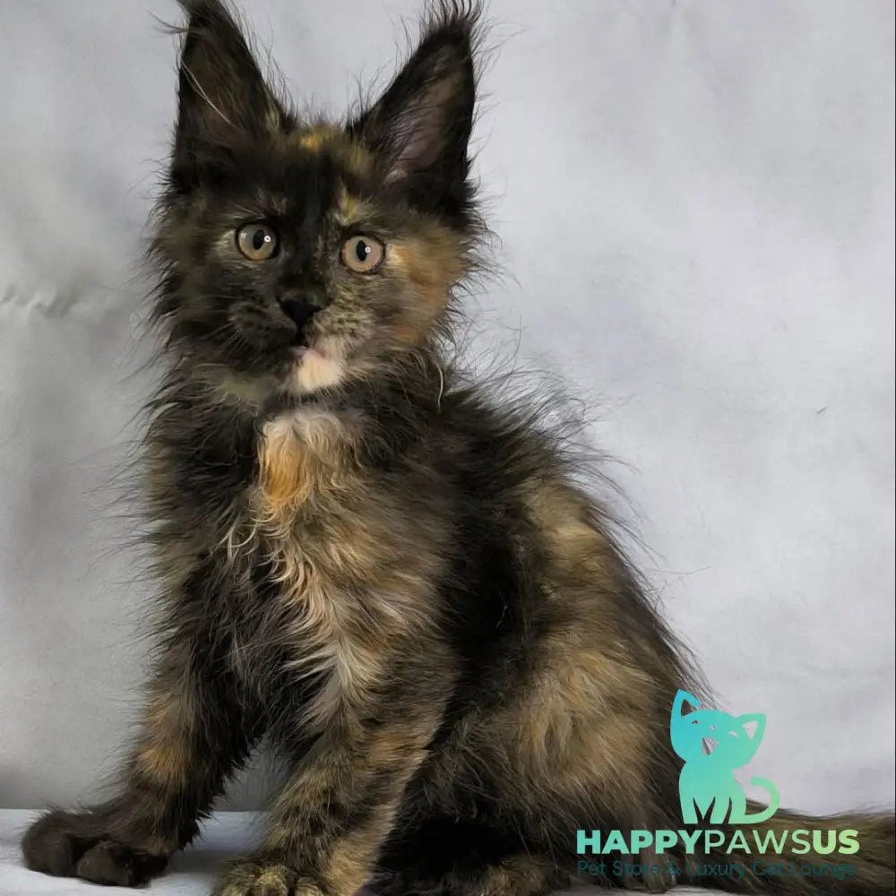 Naima Maine Coon polydactyl 6x6x6x6 female black tortie - live animals