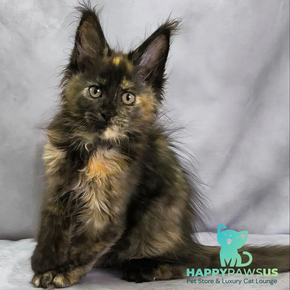 Naima Maine Coon polydactyl 6x6x6x6 female black tortie - live animals
