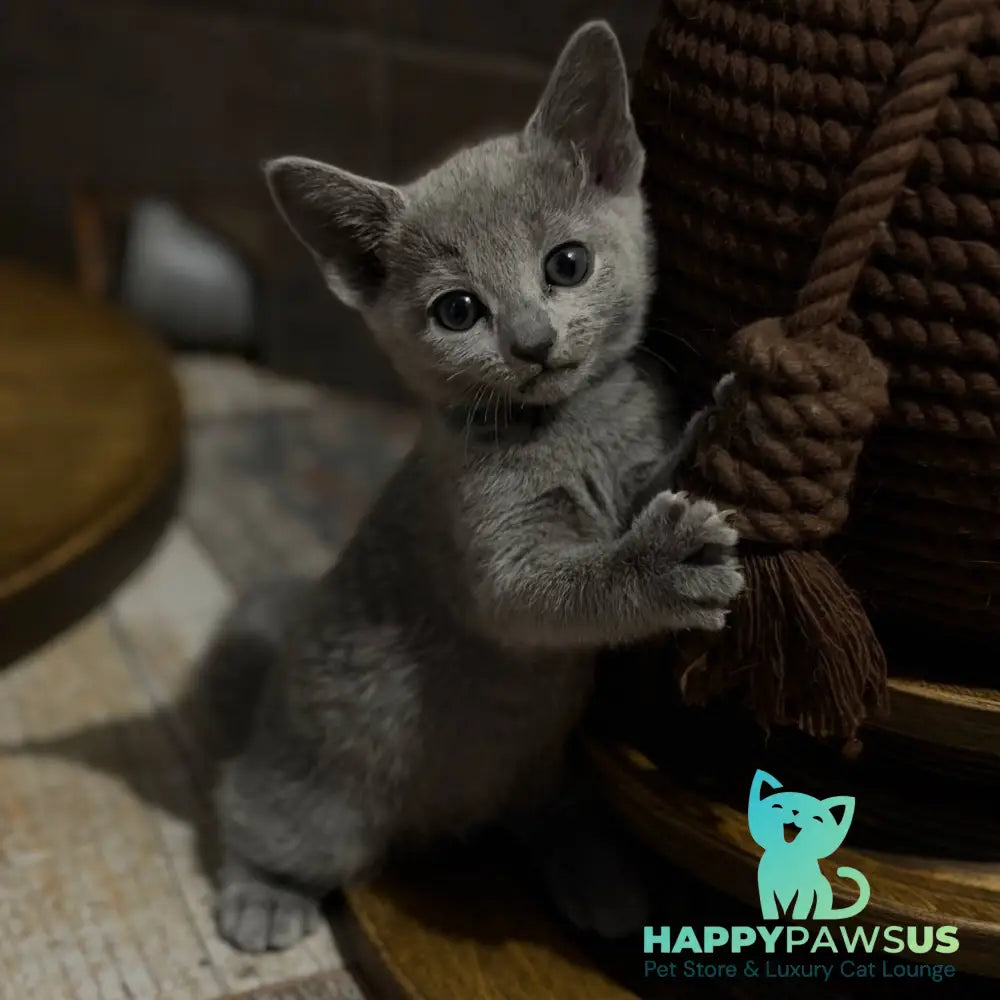 Nairn Russian Blue female blue - live animals