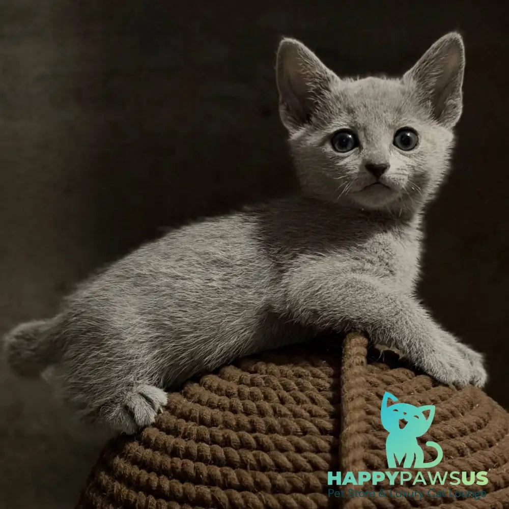 Nairn Russian Blue female blue - live animals