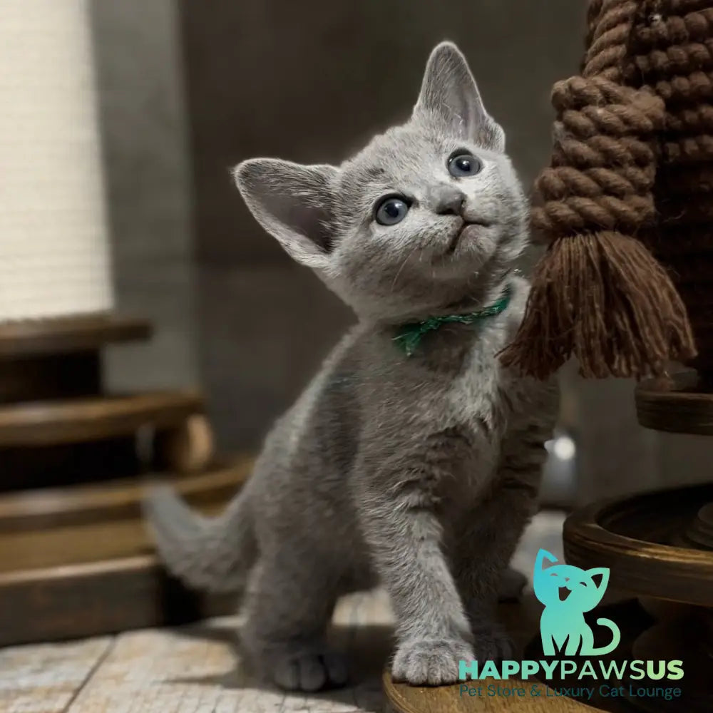 Nairn Russian Blue female blue - live animals