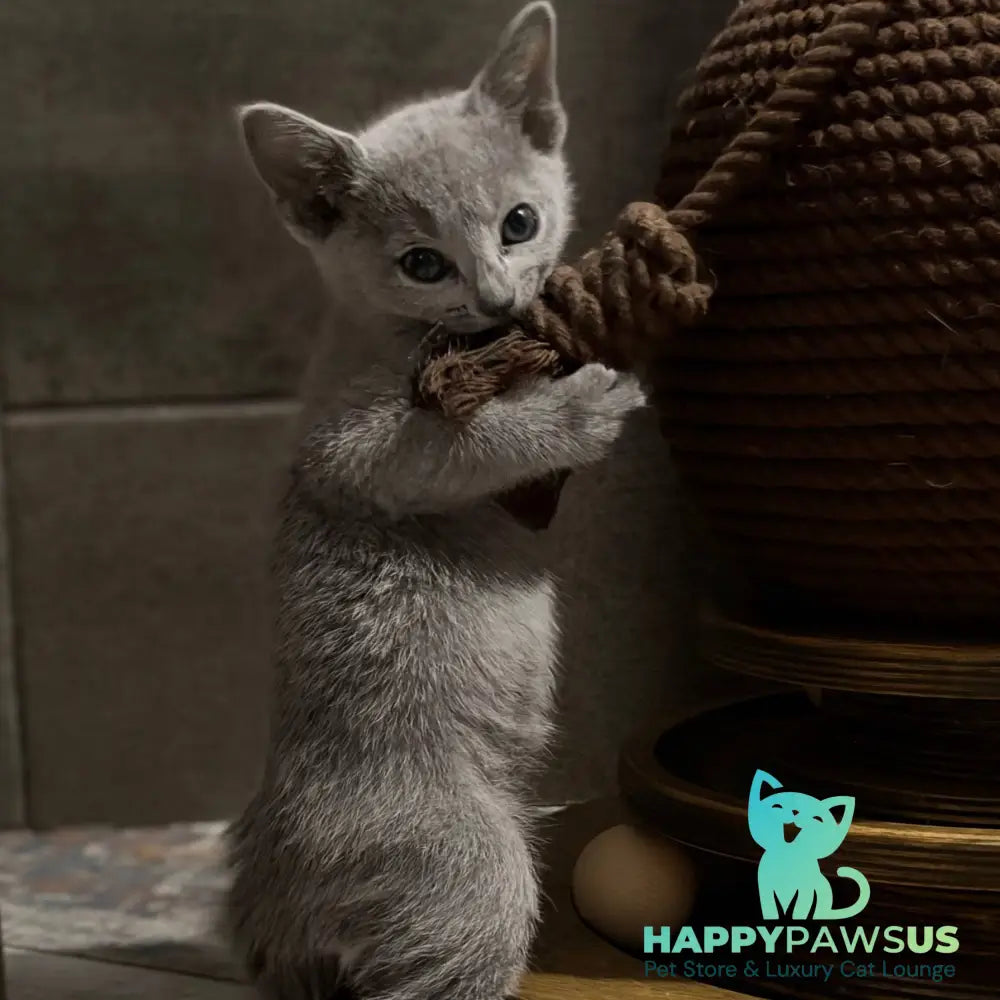 Nairn Russian Blue female blue - live animals