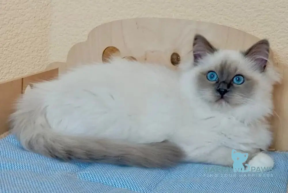 Nairy Ragdoll female blue mitted live animals