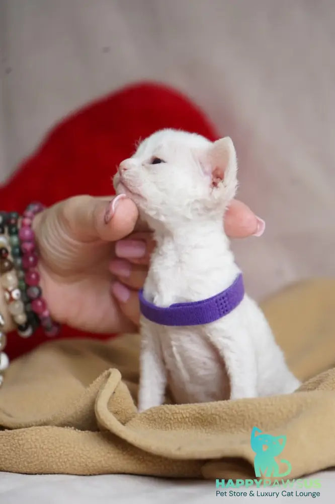 Naitiri Devon Rex female white - live animals