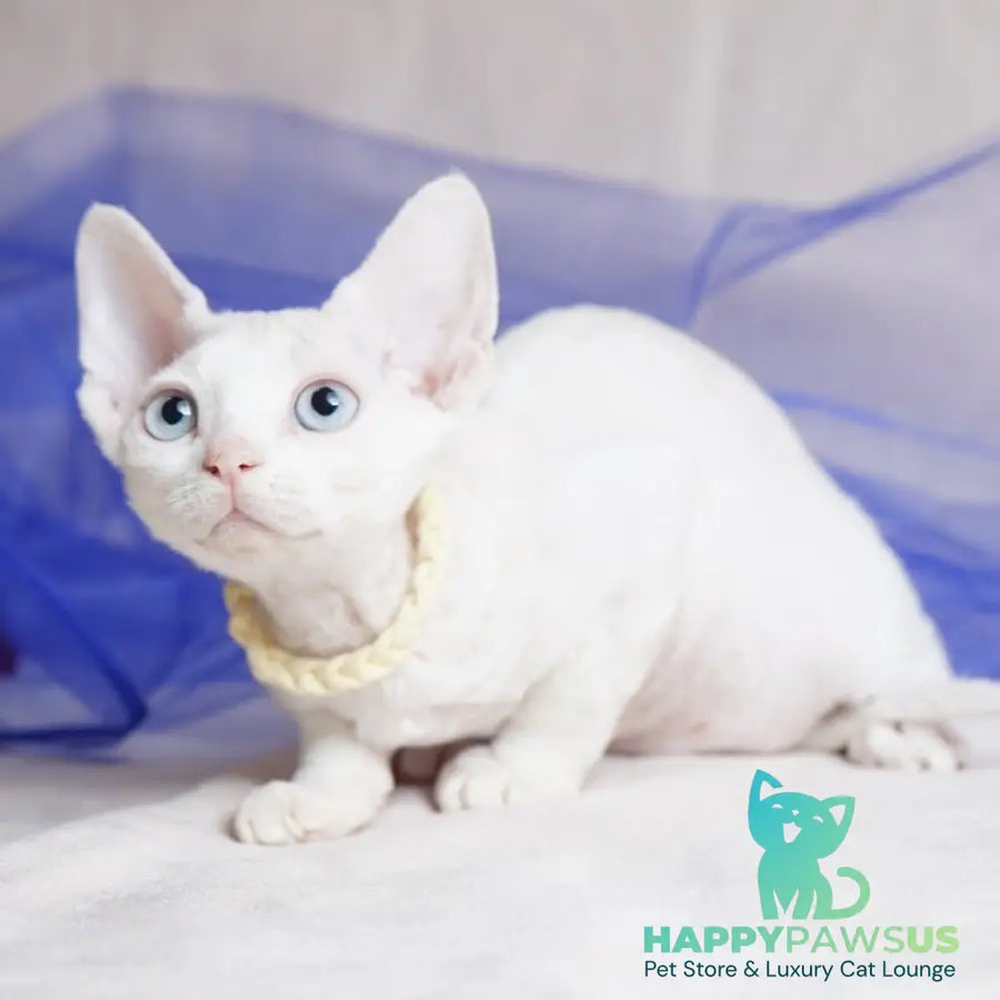 Naitiri Devon Rex female white - live animals