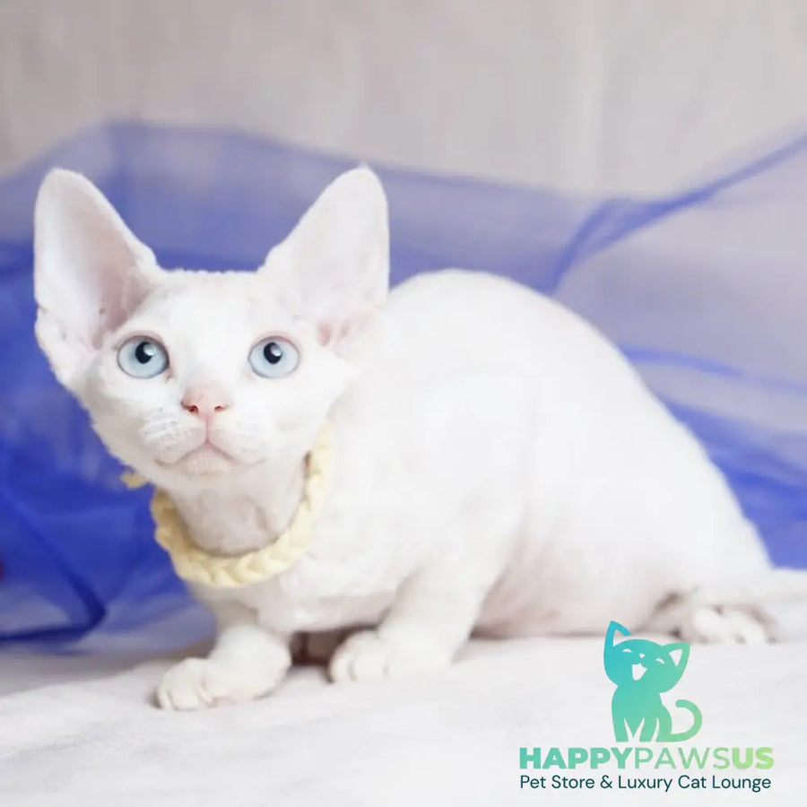 Naitiri Devon Rex female white - live animals