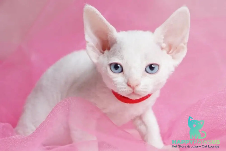 Naitiri Devon Rex female white - live animals