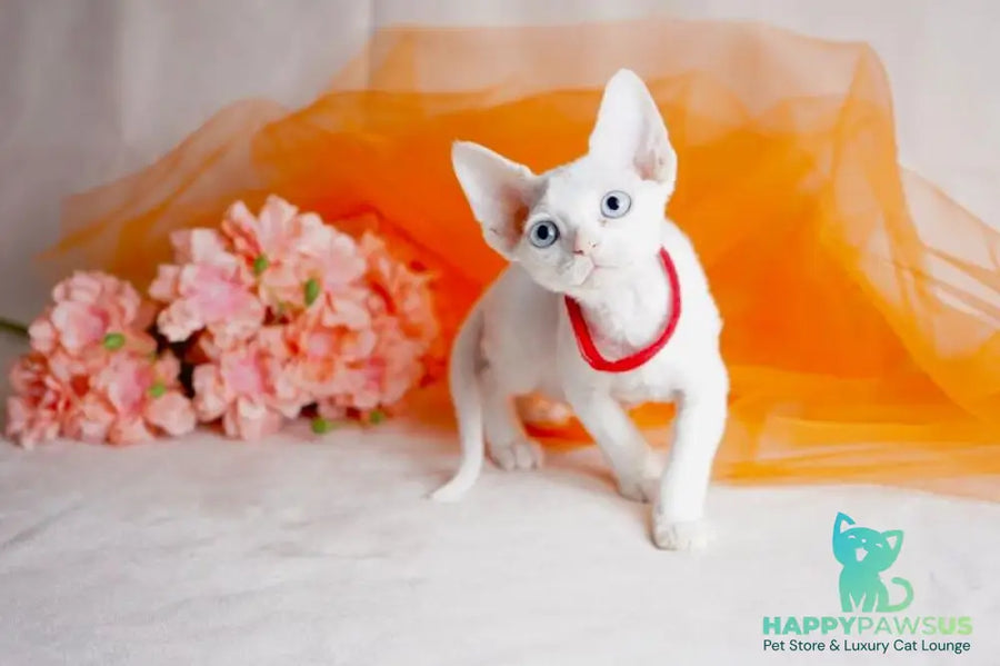 Naitiri Devon Rex female white - live animals