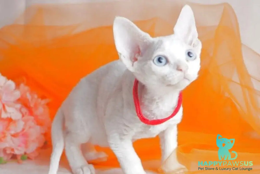 Naitiri Devon Rex female white - live animals