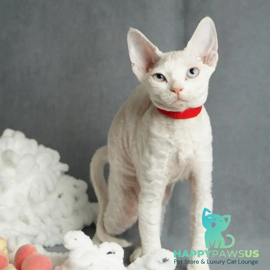 Naitiri Devon Rex female white - live animals