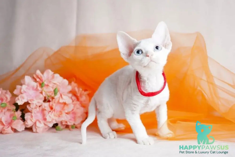 Naitiri Devon Rex female white - live animals
