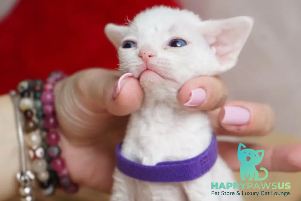 Naitiri Devon Rex female white - live animals