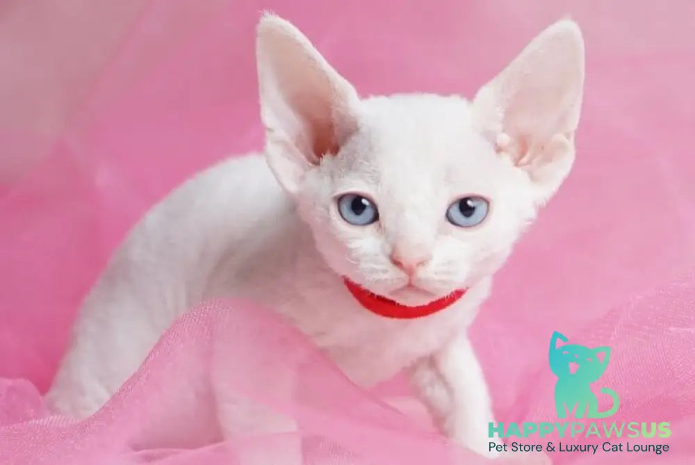 Naitiri Devon Rex female white - live animals