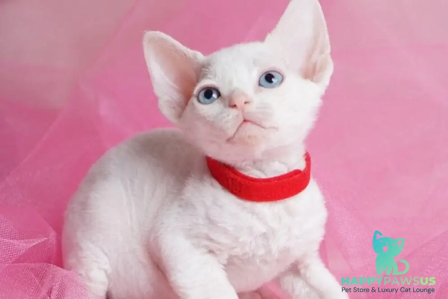 Naitiri Devon Rex female white - live animals