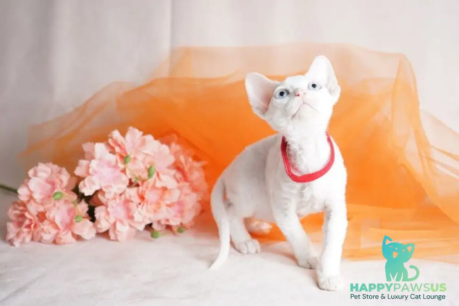 Naitiri Devon Rex female white - live animals