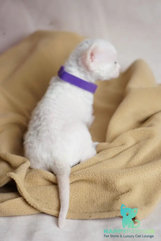 Naitiri Devon Rex female white - live animals