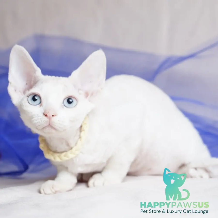 Naitiri Devon Rex female white - live animals