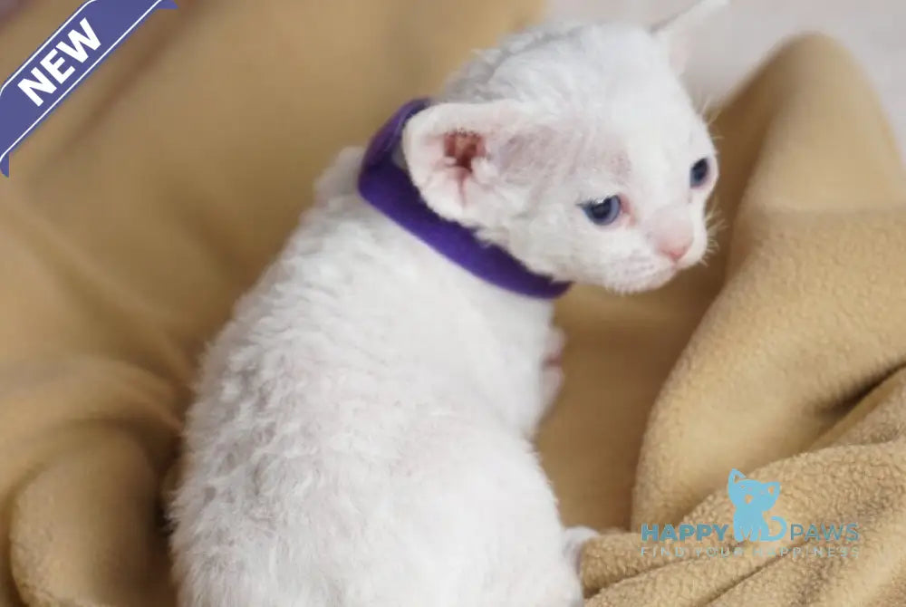 Naitiri Devon Rex female white - live animals