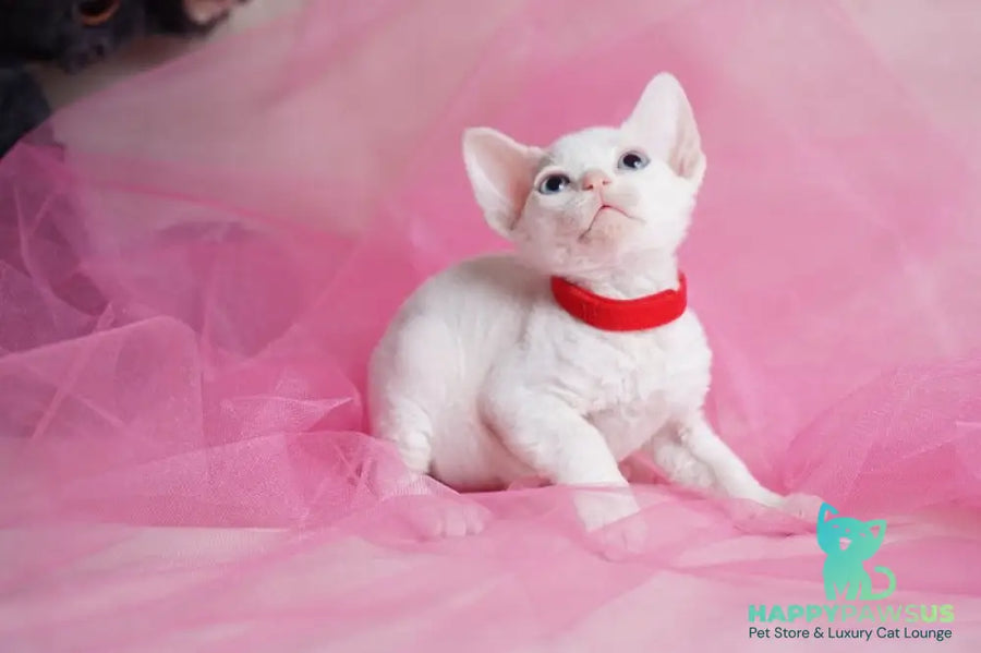 Naitiri Devon Rex female white - live animals