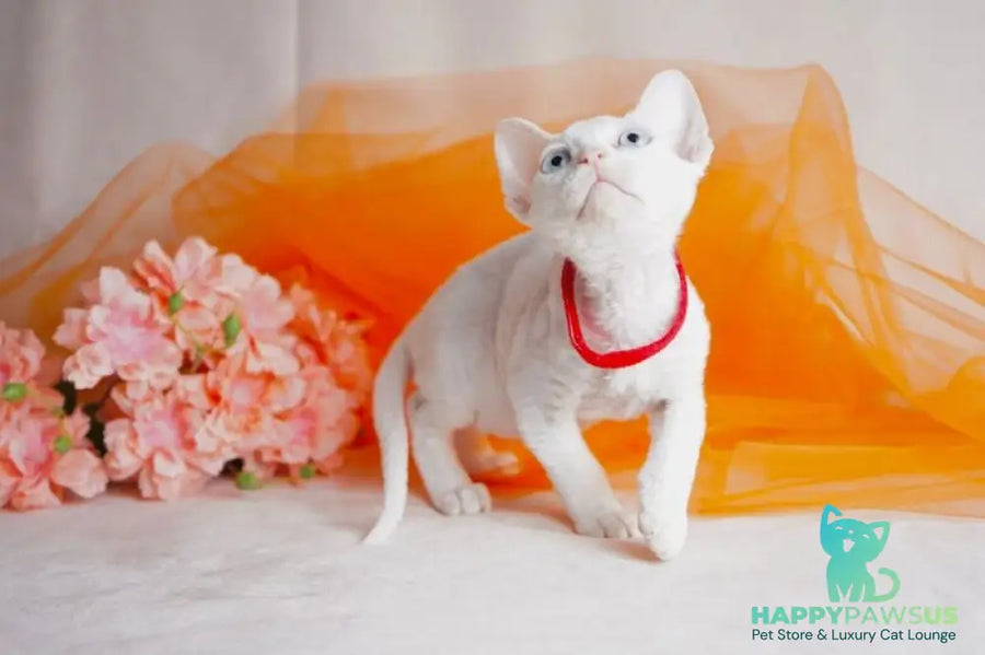 Naitiri Devon Rex female white - live animals