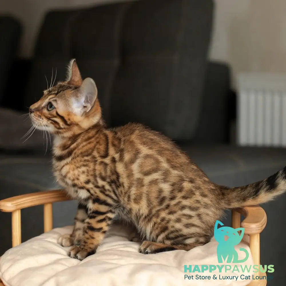 Nala Bengal female black spotted tabby - live animals
