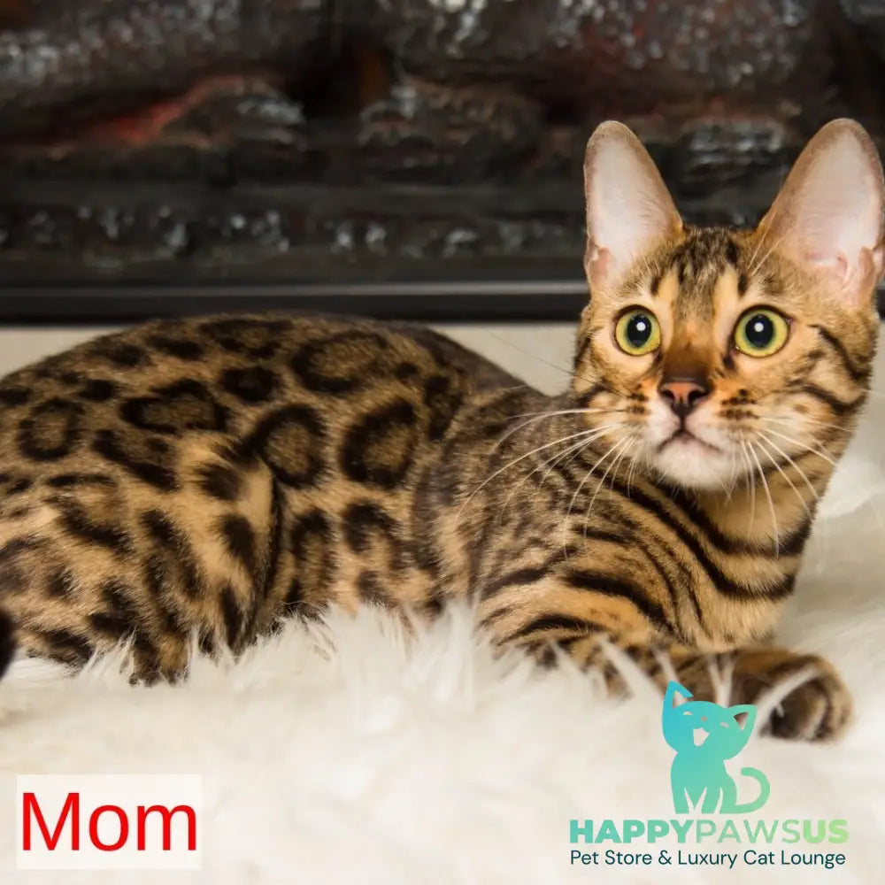 Nala Bengal female black spotted tabby - live animals