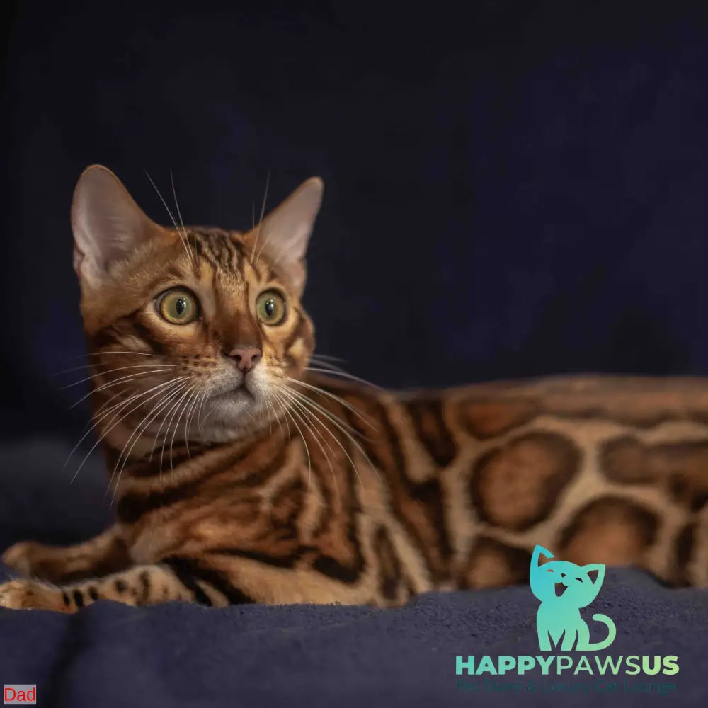 Nala Bengal female black spotted tabby - live animals