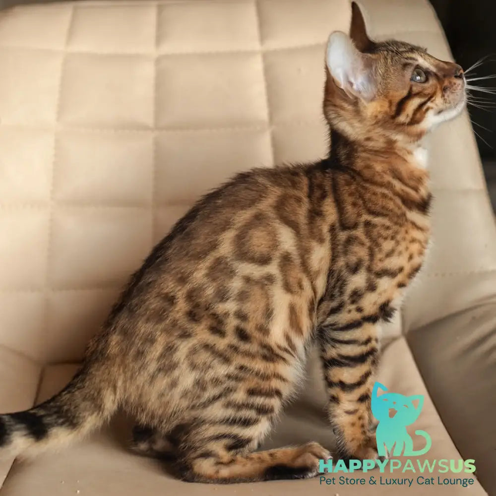 Nala Bengal female black spotted tabby - live animals