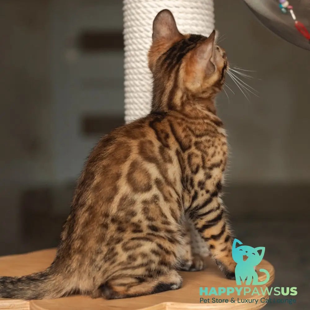 Nala Bengal female black spotted tabby - live animals