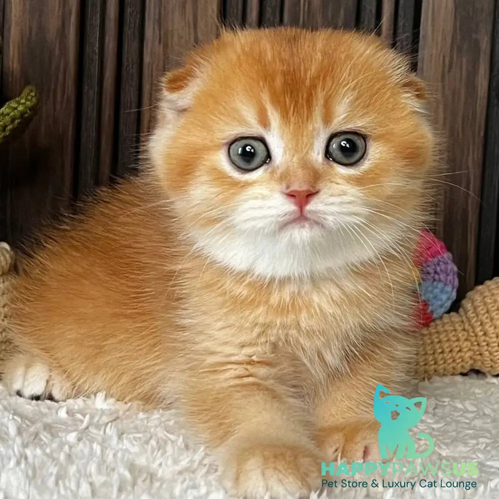 Nala Scottish Fold female black golden chinchilla - live animals