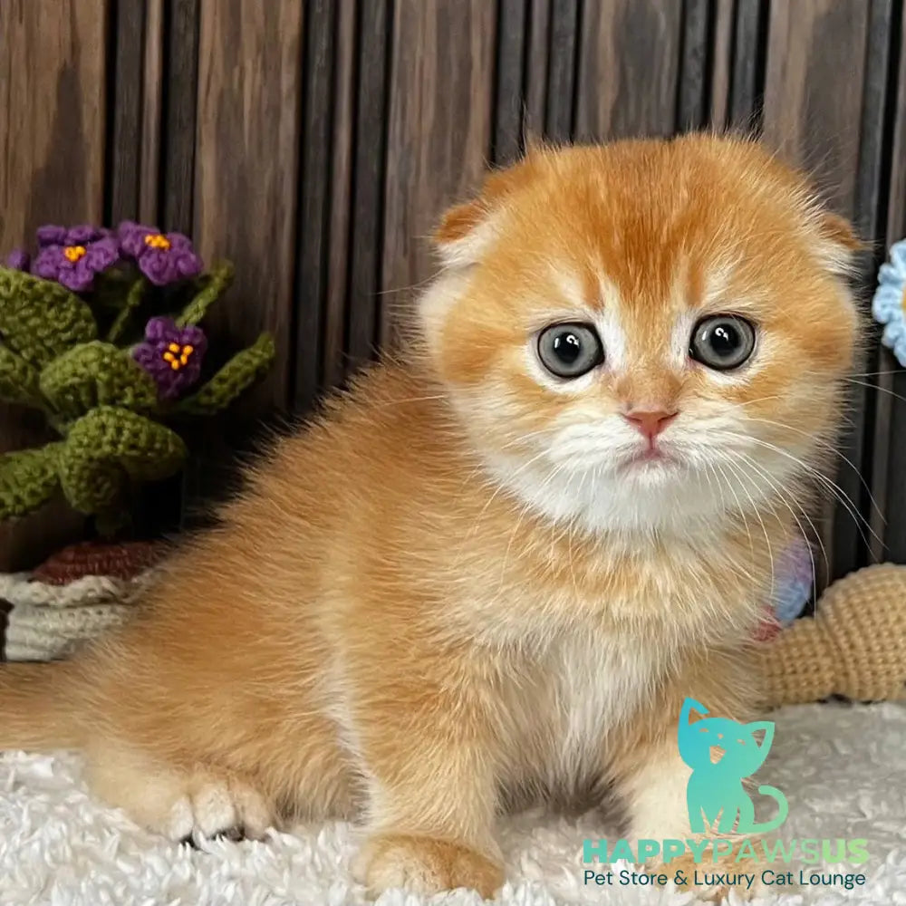Nala Scottish Fold female black golden chinchilla - live animals