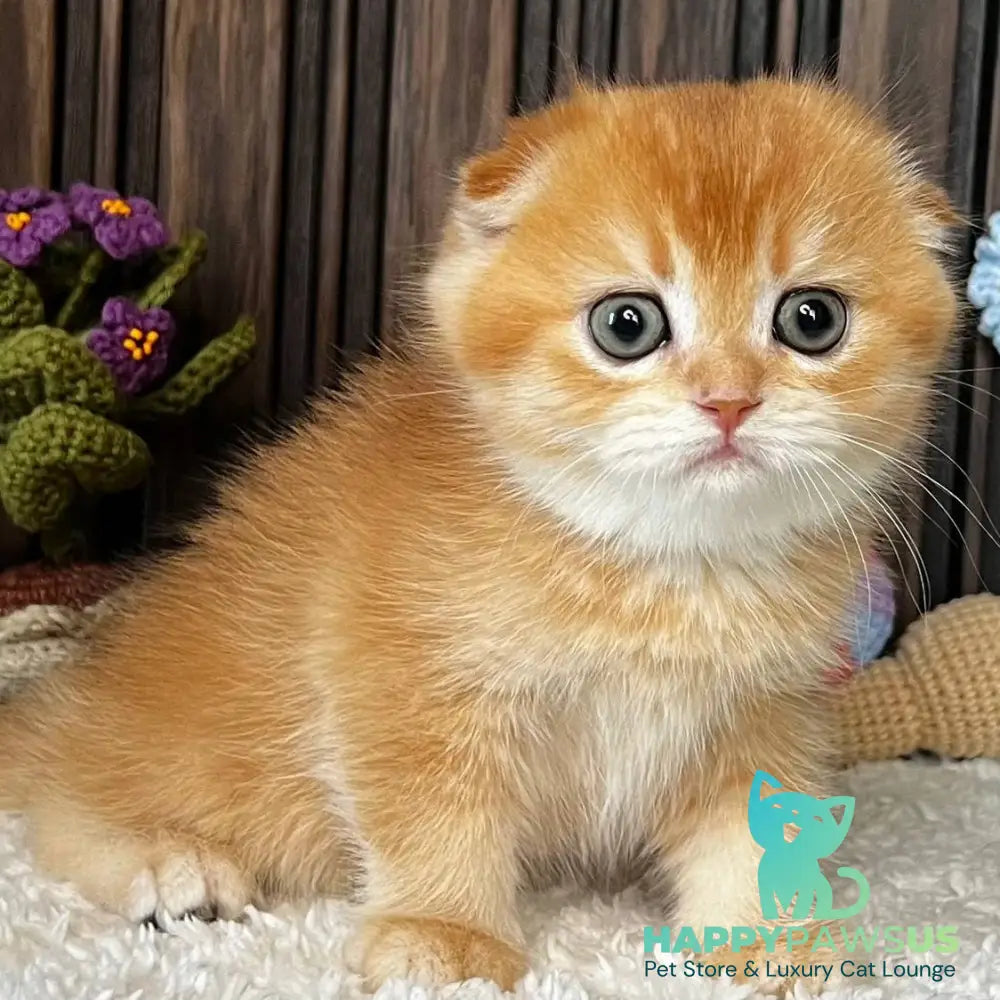 Nala Scottish Fold female black golden chinchilla - live animals