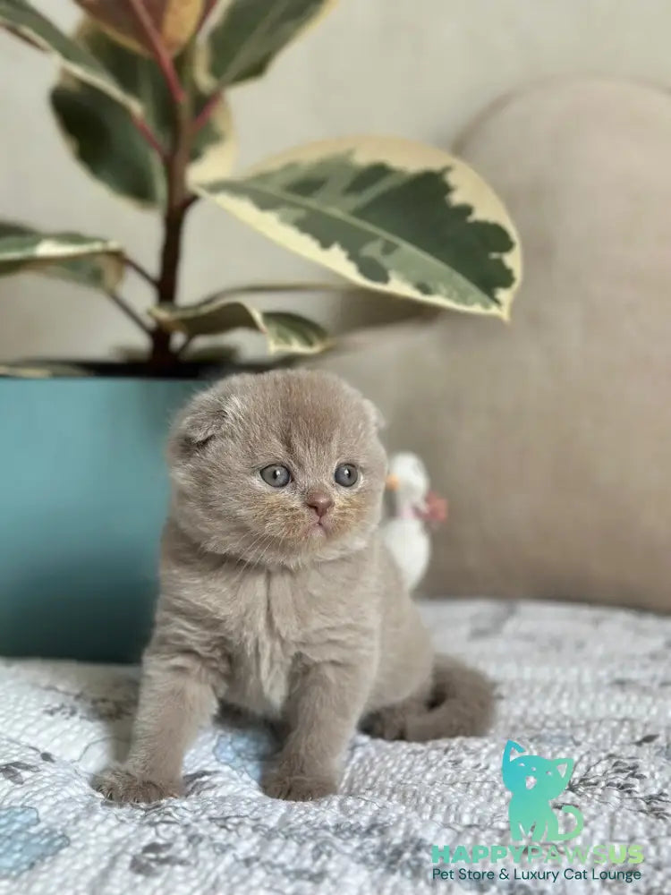 Nala Scottish Fold female lilac - live animals