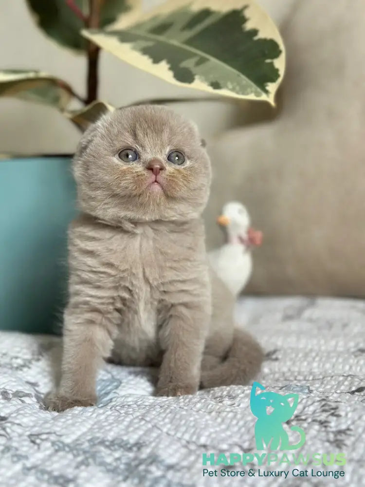 Nala Scottish Fold female lilac - live animals