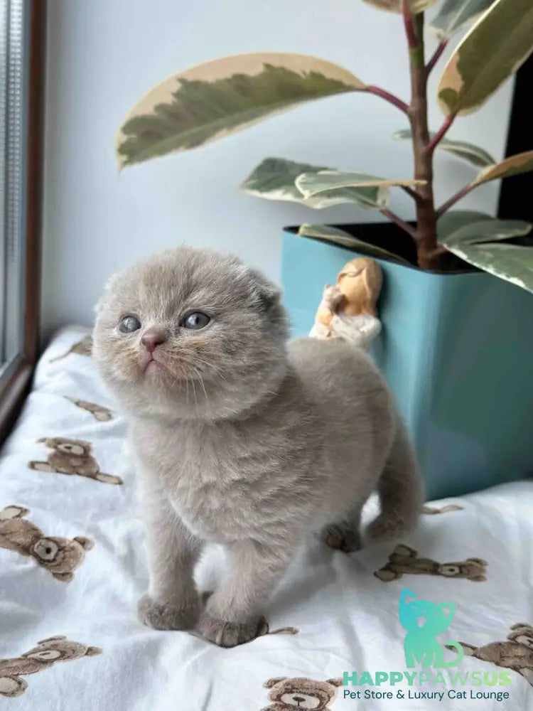 Nala Scottish Fold female lilac - live animals
