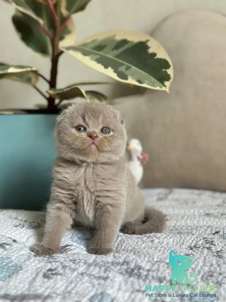 Nala Scottish Fold female lilac - live animals