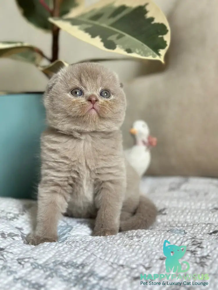 Nala Scottish Fold female lilac - live animals